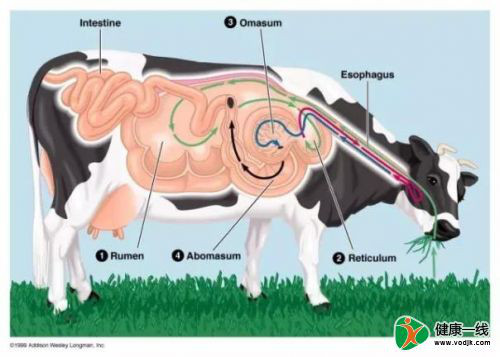 用奶牛产出艾滋病疫苗!